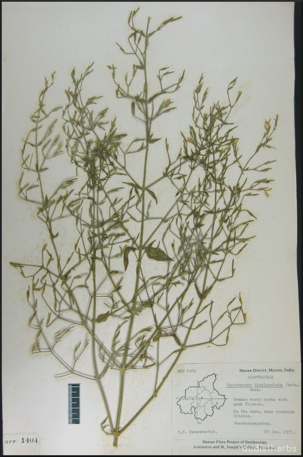 Peristrophe bicalyculata fullplant2.jpg